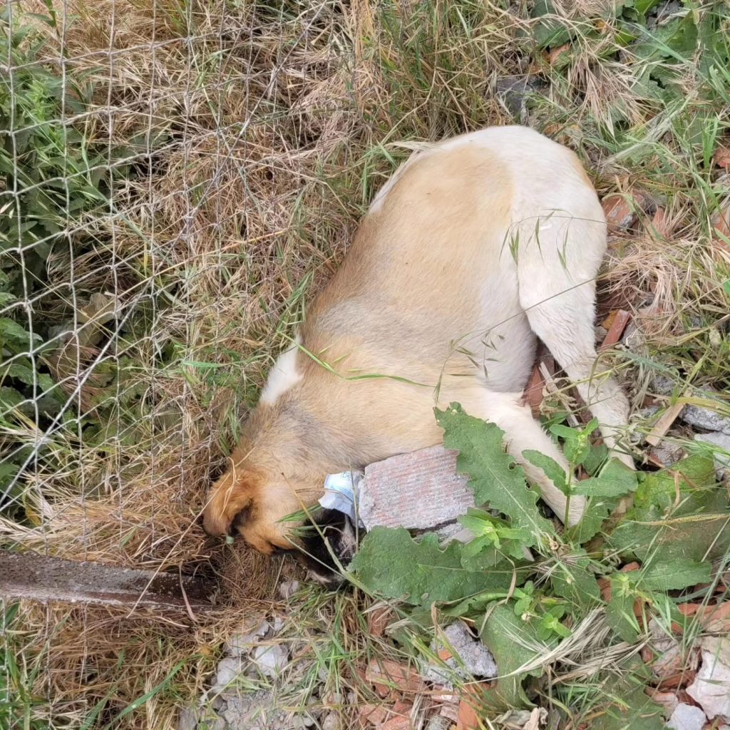 Fethiye’de Mahalle Sakinleri Ayaklandı