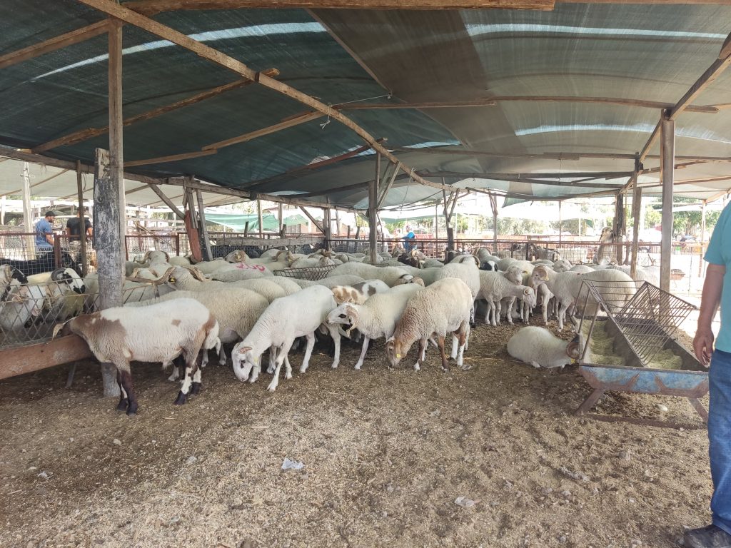 Fethiye'de Kurban Pazarında Pazarlıklar Sıkılaşıyor