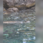 İşte Fethiye’de Akdeniz Foku Görüntülendi: Nesli Tükenme Tehlikesinde Haberi