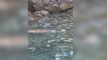 İşte Fethiye’de Akdeniz Foku Görüntülendi: Nesli Tükenme Tehlikesinde Haberi