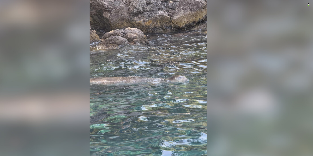 İşte Fethiye’de Akdeniz Foku Görüntülendi: Nesli Tükenme Tehlikesinde Haberi
