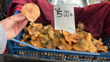 İşte Çıntar Mantarı Fiyatı Pazarda Gündem Oldu haberi