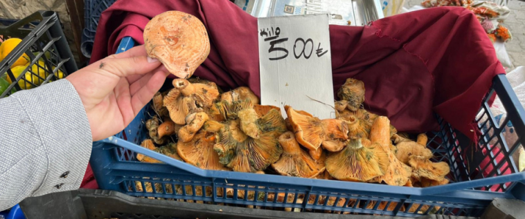 İşte Çıntar Mantarı Fiyatı Pazarda Gündem Oldu haberi