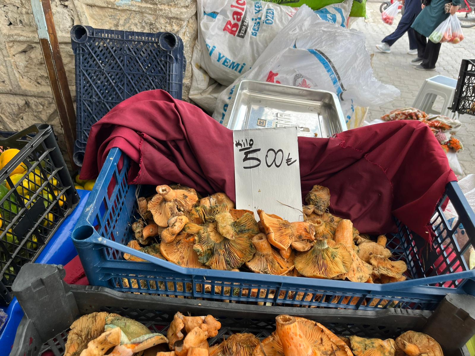 İşte Çıntar Mantarı Fiyatı Pazarda Gündem Oldu haberi