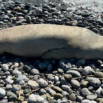 işte Fethiye’de Akdeniz Foku Sahile Vurdu haberi