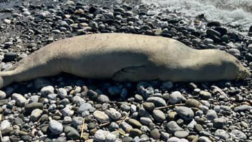 işte Fethiye’de Akdeniz Foku Sahile Vurdu haberi