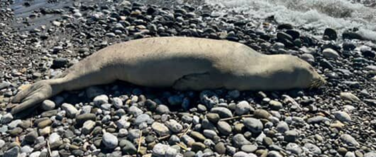 işte Fethiye’de Akdeniz Foku Sahile Vurdu haberi