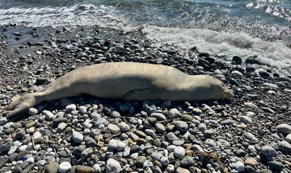 İşte Fethiye’de Akdeniz Foku Sahile Vurdu haberi