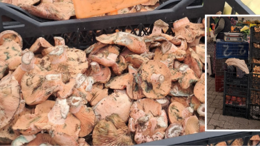 İşte Fethiye Cuma Pazarı’nda Çıntar Bolluğu Yaşanıyor haberi