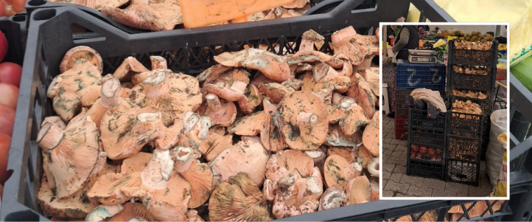 İşte Fethiye Cuma Pazarı’nda Çıntar Bolluğu Yaşanıyor haberi