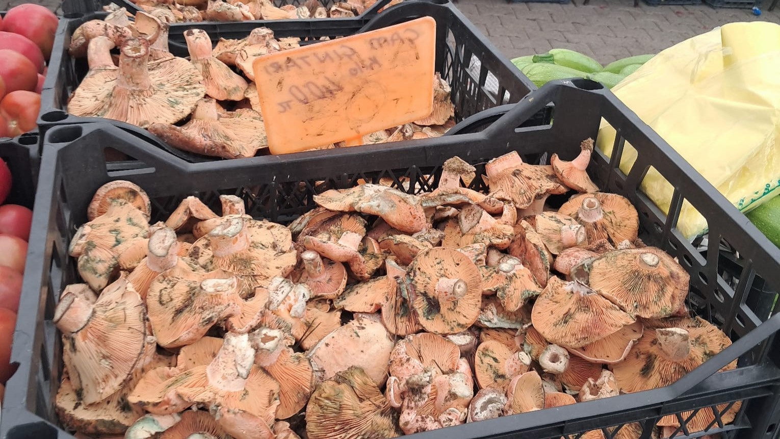 İşte Fethiye Cuma Pazarı’nda Çıntar Bolluğu Yaşanıyor haberi