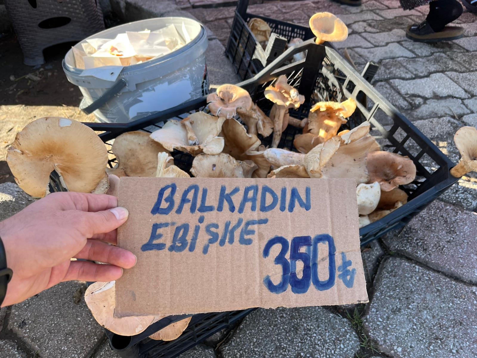 İşte Fethiye’de Bu Mantarı Daha Önce Kimler Gördü? Adı Ne? haberi