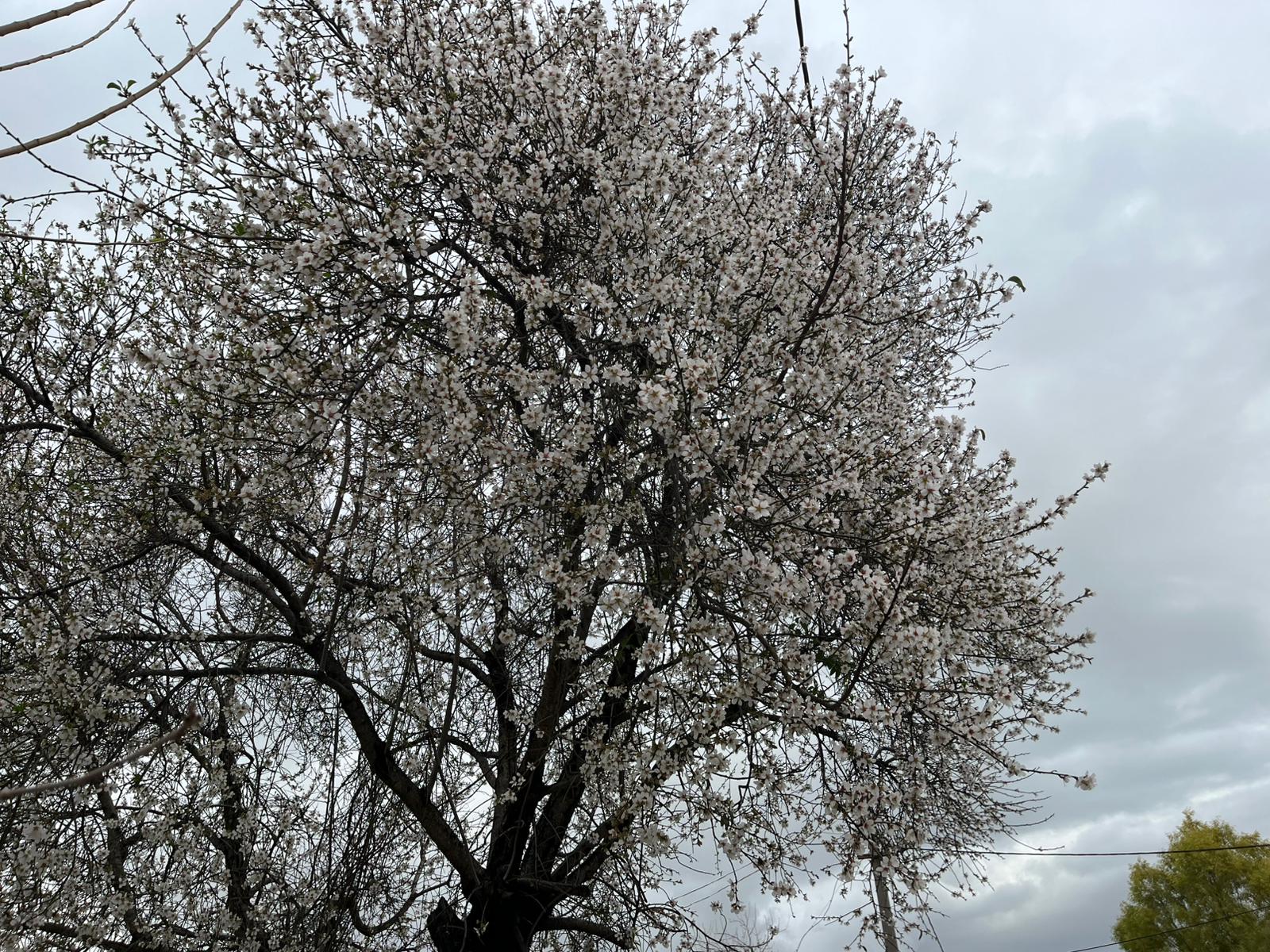 İşte Fethiye’de Badem Ağaçları Kış Ortasında Çiçek Açtı haberi