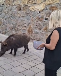 Safiye Soyman, Muğla’da Yaban Domuzunu Cevizle Besledi!