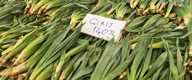 Ciriş Bitkisi Fethiye’de Sahneye Çıktı!