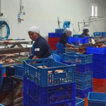 Hollanda’nın Tercihi Fethiye Oldu! Alabalıklar Yola Çıktı
