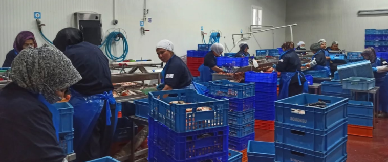 Hollanda’nın Tercihi Fethiye Oldu! Alabalıklar Yola Çıktı