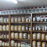 Muğla’nın Ata Tohumları Ülke Toprakları ile Buluşmaya Devam Ediyor