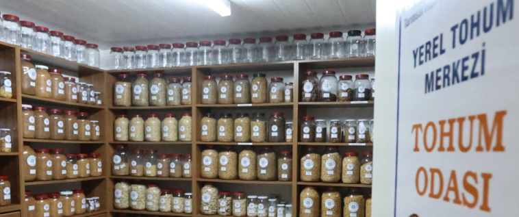 Muğla’nın Ata Tohumları Ülke Toprakları ile Buluşmaya Devam Ediyor