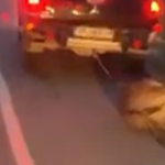 Seydikemer Kaymakamlığı’ndan Gölbent Olayı Açıklaması: Hayvanın Ölü Olduğu Belirtildi